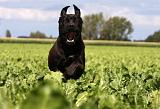 CANE CORSO 872